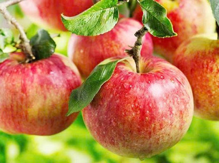Người cao tuổi nên ăn những trái cây gì? Những điều bạn nên biết?
